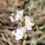Linaria nivea Flor