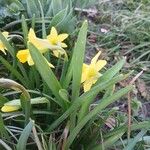 Narcissus cyclamineus Yaprak