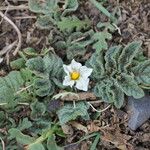 Solanum acaule Hàbitat