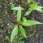 Ageratina riparia Leaf