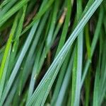 Deschampsia cespitosa Leaf