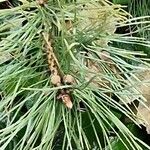 Pinus sibirica Blatt