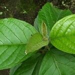 Cornus sericeaLeaf