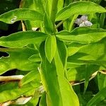 Saponaria caespitosa Foglia