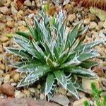Agave polianthiflora Hoja