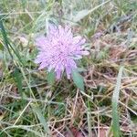 Knautia arvensisBlüte