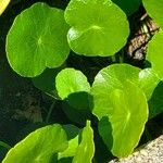 Hydrocotyle verticillata 葉