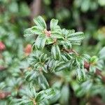 Cotoneaster microphyllus 叶