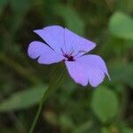 Eudianthe coeli-rosa Flower