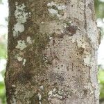 Licania densiflora Bark