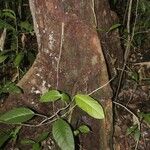 Pouteria platyphylla Bark