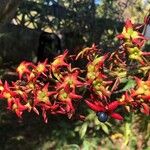 Clerodendrum indicum Fruto