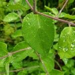 Lonicera xylosteum Leaf