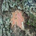 Cunonia austrocaledonica Bark