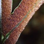 Bolbitis auriculata Leaf