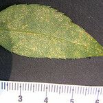 Solidago patula Other