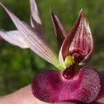 Serapias lingua Flor