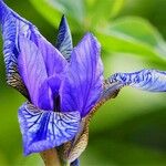 Iris versicolor Blüte