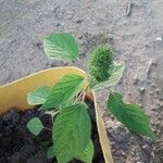 Acalypha alopecuroidea Blatt