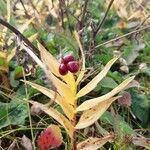 Maianthemum stellatum Ffrwyth