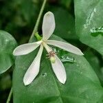 Turraea heterophylla Kvet