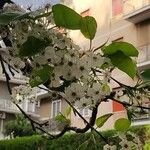 Pyrus calleryana Flower