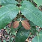 Eperua falcata Leaf