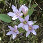 Gentianella bulgarica