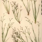 Juncus tenageia Sonstige