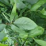 Apios americana Folla