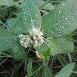 Euphorbia heterophyllaFruit