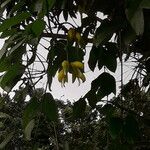 Mucuna sloanei Flower