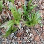 Crinum × powellii Leaf