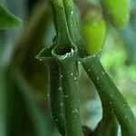 Marcgravia umbellata Otro