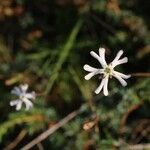 Silene waldsteinii Flor
