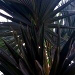 Coccothrinax miraguama Leaf