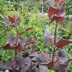 Atriplex hortensis Blatt