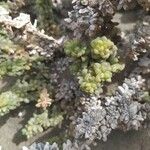 Traganum moquinii Hoja