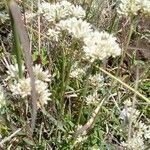 Helichrysum glumaceum Lorea
