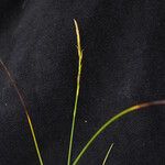 Carex unciniiformis موطن