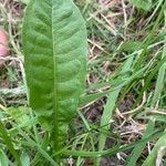 Taraxacum clemens Hoja