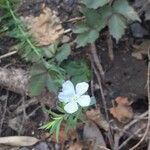 Linum pratense Кветка