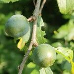 Prunus spinosa Meyve