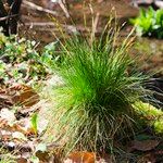 Carex alba Bark