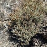 Frankenia corymbosa Hábito