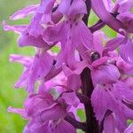 Orchis mascula Kwiat