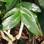 Melodinus cochinchinensis Leaf