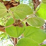 Broussonetia papyrifera Leaf