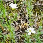 Moehringia ciliata Flower