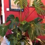 Philodendron gloriosum List